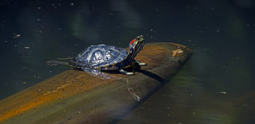 Quelles différences entre tortue de Floride et cistude d'Europe