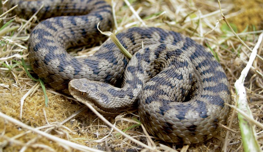 Vipère hybride aspic et péliade Vipère hybride aspic et péliade