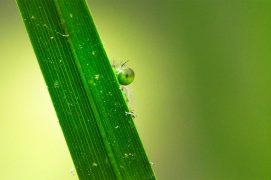 Agrion en train de se métamorphoser.  / © Sébastien Poiret