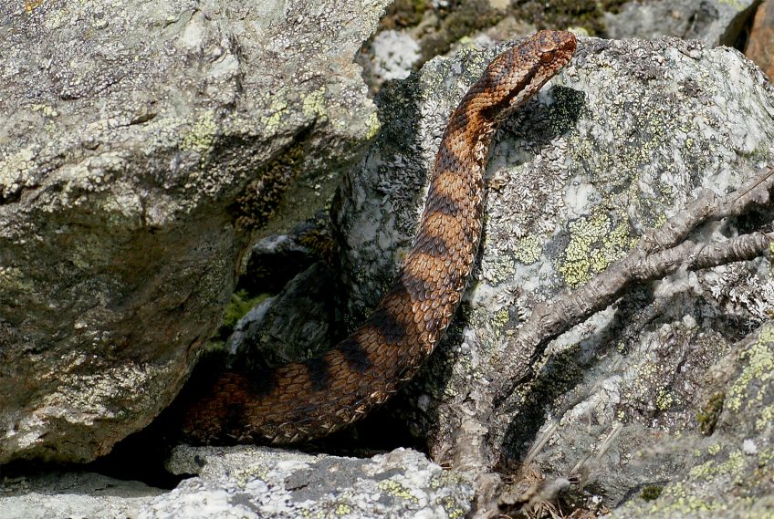 La vipère est menacée d'extinction à cause de la perte de ses habitats