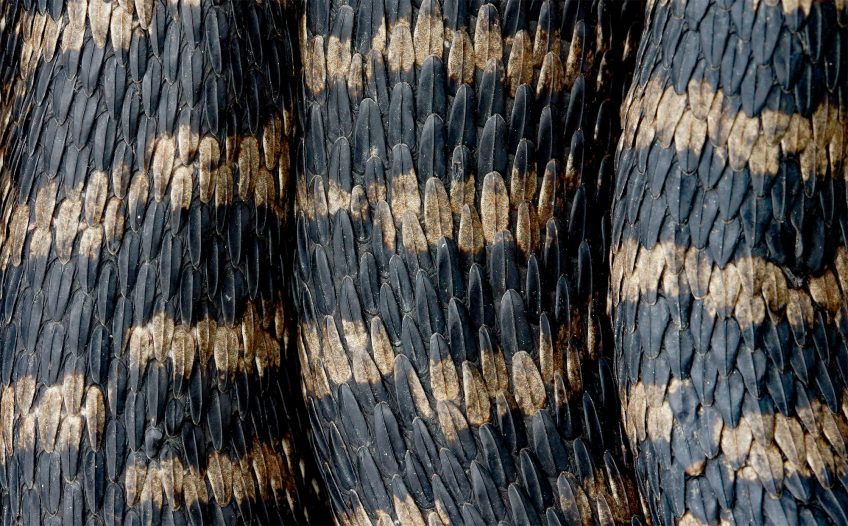 La vipère est menacée d'extinction à cause de la perte de ses habitats