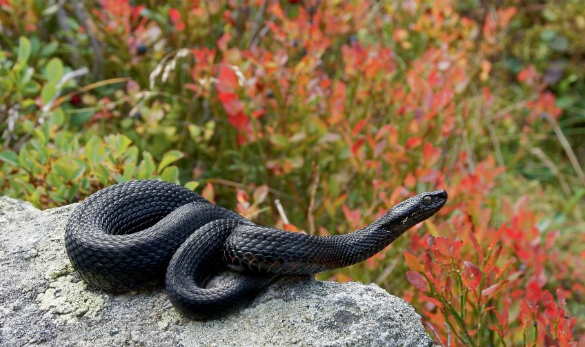 La vipère est menacée d'extinction à cause de la perte de ses habitats