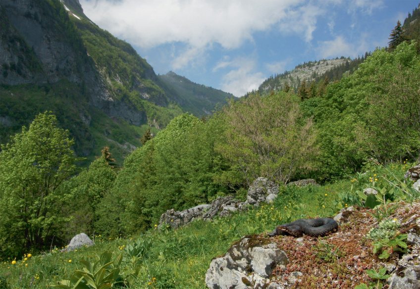 La vipère est menacée d'extinction à cause de la perte de ses habitats