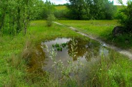 Autour de petites mares comme celle-ci, il est facile d’observer les libellules. / © Sébastien Poiret