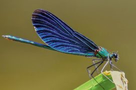 Calopteryx vierge  / © Fotolia