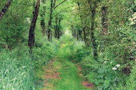 Chemin creux sous une large haie du bocage / © Jean-Philippe Paul