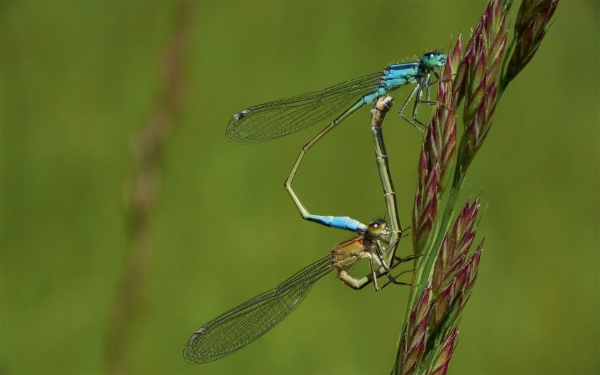 Couple d’ischnures élégantes  Testez une application de détermination des libellules suisses