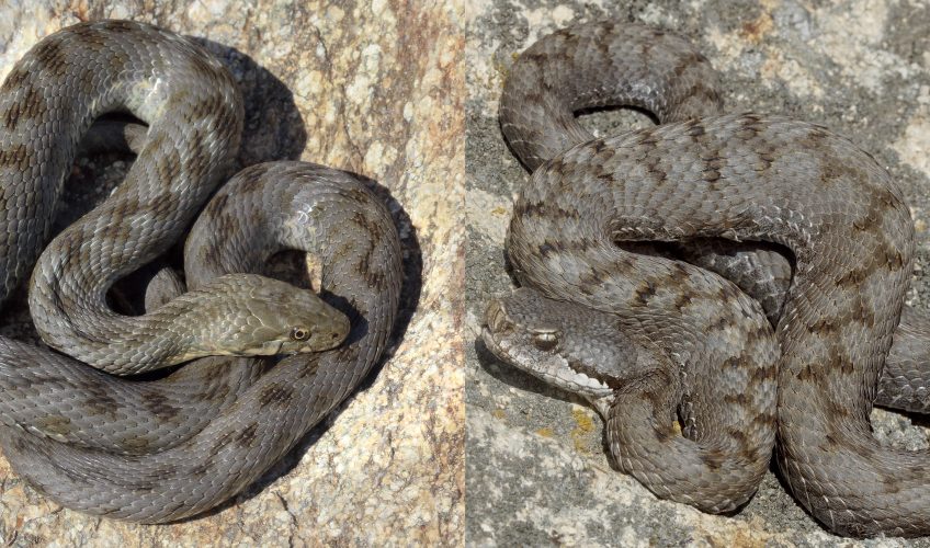 Quelles sont les différences entre une vipère et une couleuvre ?