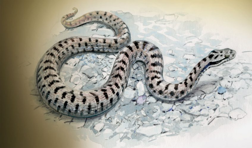 A la recherche de la vipère à sa sortie d'hibernation