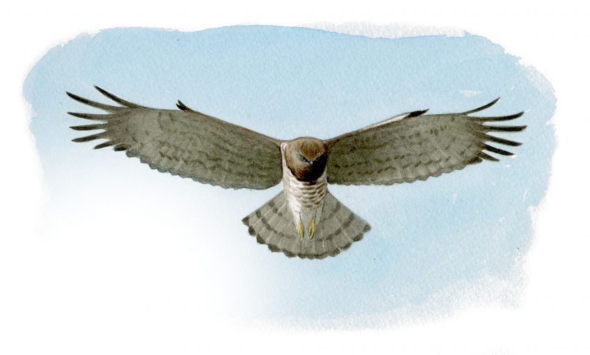 Le circaète Jean-le-blanc, un rapace prédateurs des serpents