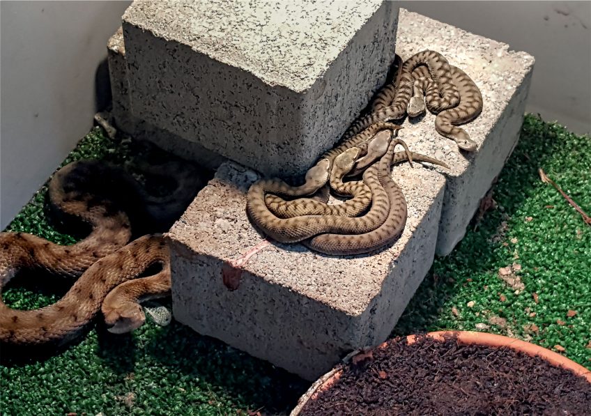 A Montreux, ils protègent les vipères d'un chantier routier