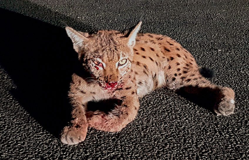 Lynx percuté par une voiture