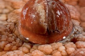 Les perles des cavernes sont le fruit de l’accumulation de fines couches de calcaire sur un débris solide – petit morceau de roche ou grain de sable – tournant sous l’action de l’eau. Il en résulte une forme généralement sphérique dont la taille peut atteindre quelques centimètres de diamètre. Ces bijoux sont fréquemment regroupés en nids situés au fond des gours, à la base des cascades ou à l’aplomb de chutes de gouttelettes. / © Philippe Crochet et Annie Guiraud