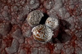 Les perles des cavernes sont le fruit de l’accumulation de fines couches de calcaire sur un débris solide – petit morceau de roche ou grain de sable – tournant sous l’action de l’eau. Il en résulte une forme généralement sphérique dont la taille peut atteindre quelques centimètres de diamètre. Ces bijoux sont fréquemment regroupés en nids situés au fond des gours, à la base des cascades ou à l’aplomb de chutes de gouttelettes. / © Philippe Crochet et Annie Guiraud