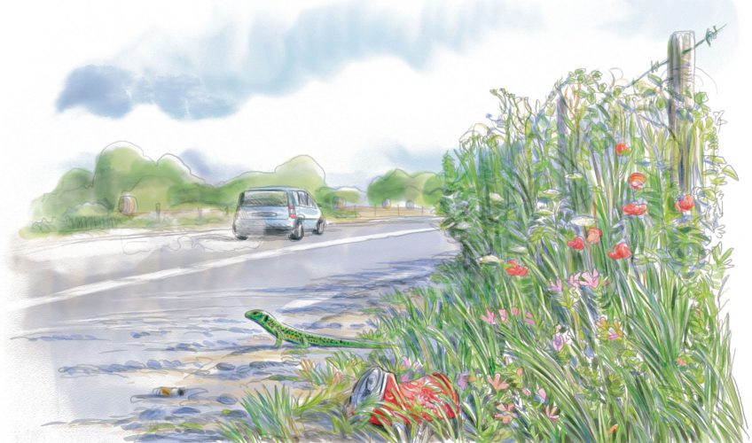 Explorez la biodiversité insoupçonnées des bords de route