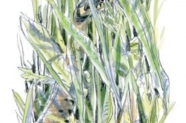 Couleuvre à collier / © Yann Le Bris