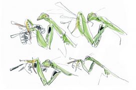 Mante religieuse / © Yann Le Bris