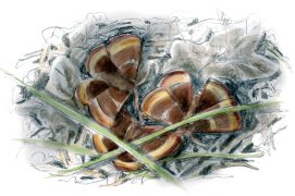 Bombyx du chêne / © Yann Le Bris