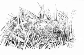 Hérisson / © Yann Le Bris