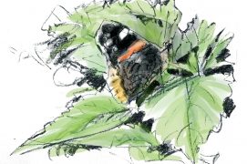 papillon vulcain / © Yann Le Bris