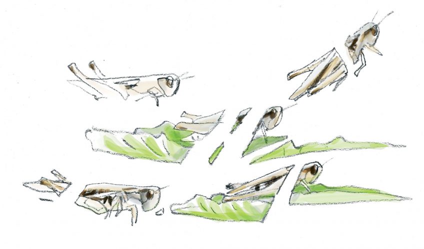 Explorez la biodiversité insoupçonnées des bords de route, le criquet mélodieux