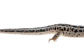 Lézard des murailles / © Valeev - stock.adobe.com