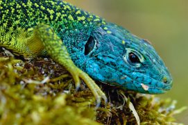 Lézard vert occidental / © Minden / Do Van Dijck / NiS / Biosphoto