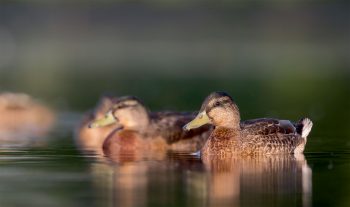 Ne vous y trompez pas, il s’agit là de Monsieur colvert, flanqué de sa tenue d’éclipse, 
et non pas de sa douce. On le reconnaît à son bec jaune, alors que celui de Madame est brun. Ne vous y trompez pas, il s’agit là de Monsieur colvert, flanqué de sa tenue d’éclipse, 
et non pas de sa douce. On le reconnaît à son bec jaune, alors que celui de Madame est brun.
