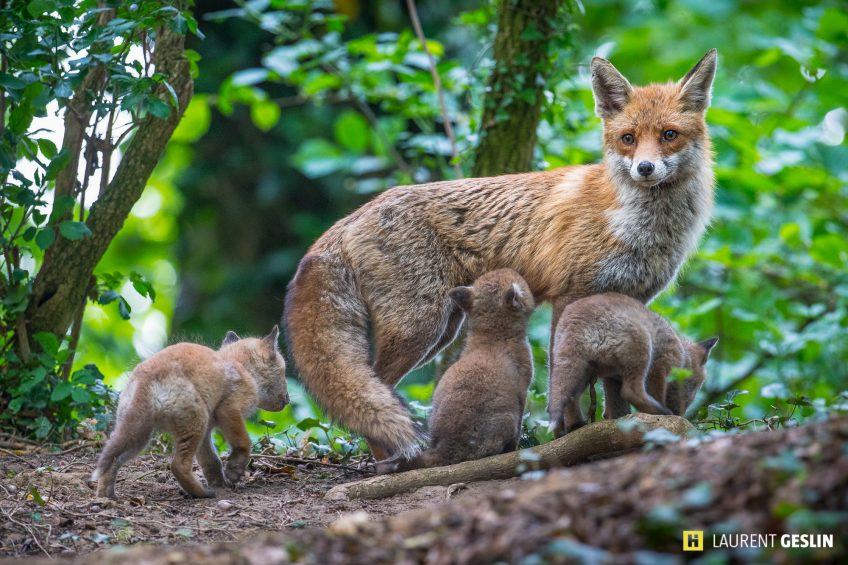 Histoires d'images - L'odyssée du renard