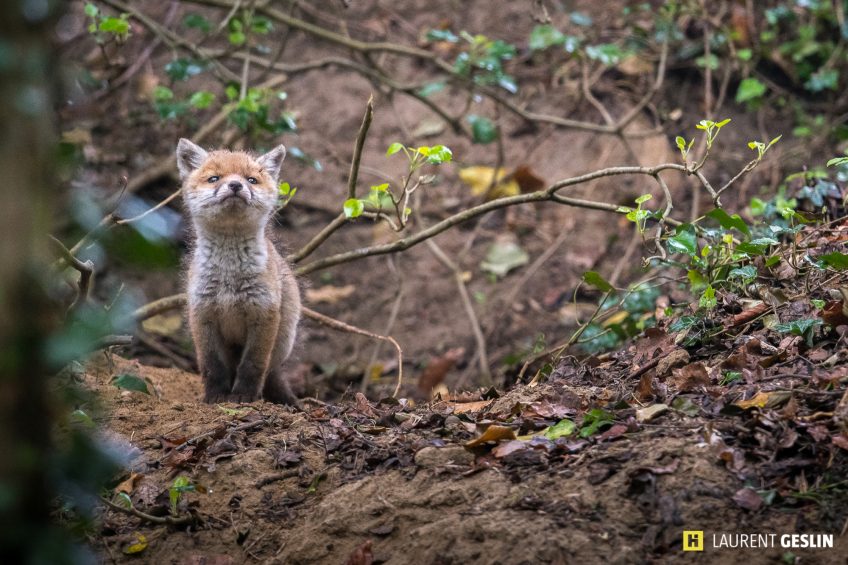 Histoires d'images - L'odyssée du renard
