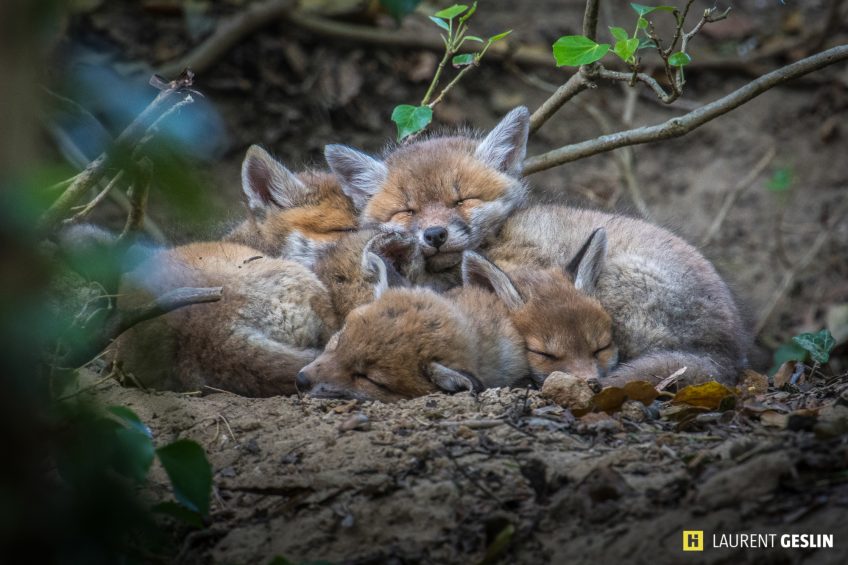 Histoires d'images - L'odyssée du renard