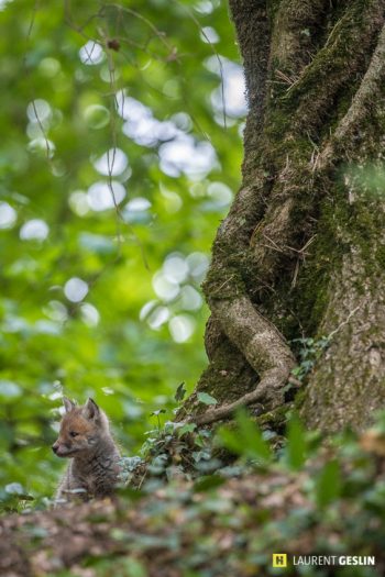 Histoires d'images - L'odyssée du renard