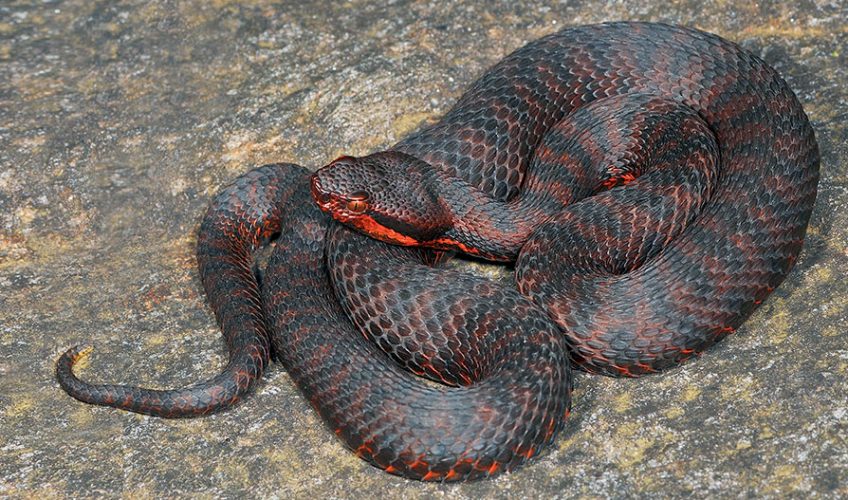 La vipère aspic en 20 robes de couleurs différentes