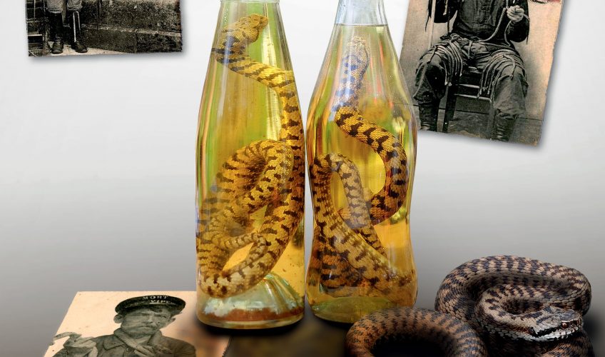 L'histoire du massacre des vipères par les chasseurs de prime