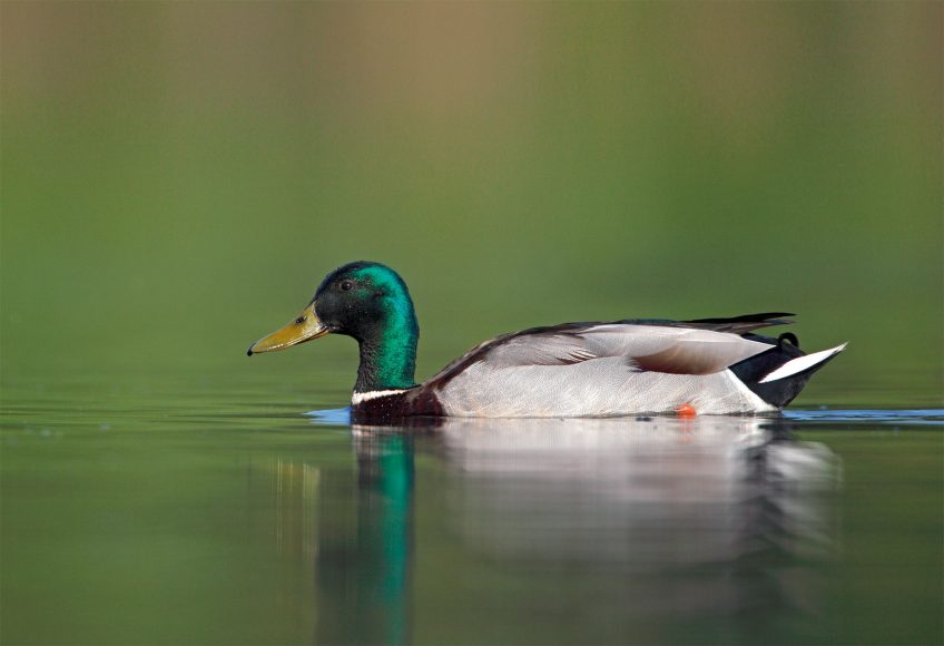 Pourquoi les canards mâles disparaissent-ils en été ?