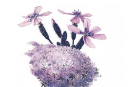 Saponaire rose  Saponaire rose  / © Jérôme Gremaud