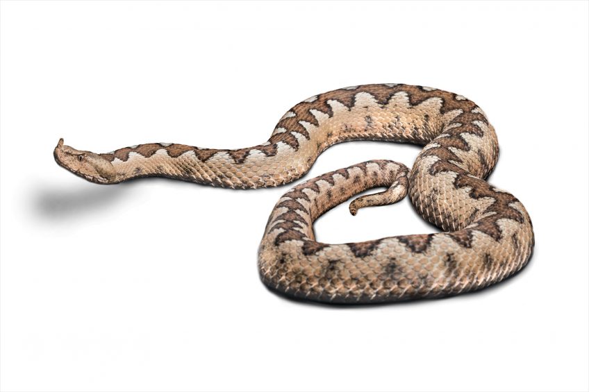 Vipère ammodyte La carte de la répartition des différentes espèces de vipères d'Europe