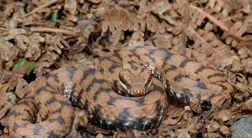 Pierriers aménagés pour les vipères par les herpétologues en bordure d’autoroute A9.