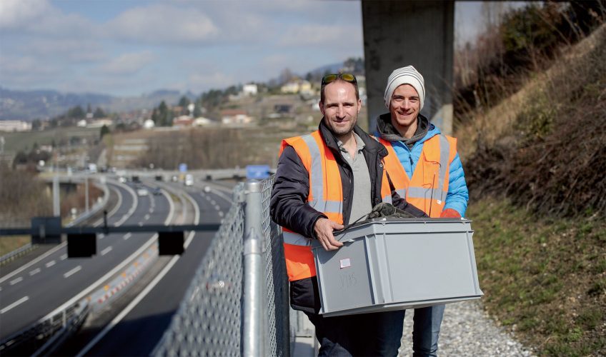 Sylvain Dubey et Joaquim Golay étudient et protègent les vipères aspics non loin de Montreux.