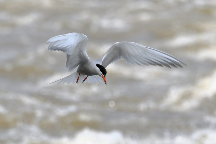 Quelles différences entre mouette et sterne ?