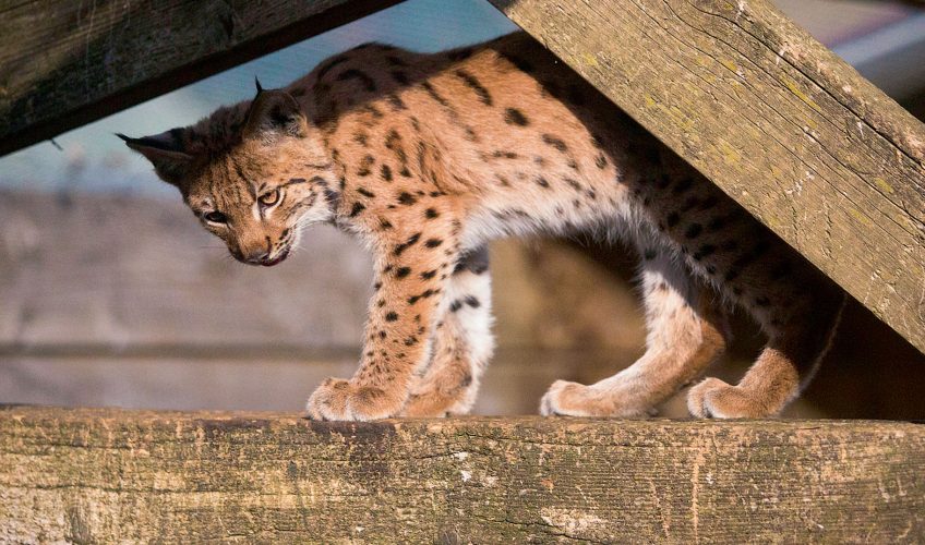 Le Centre Athénas soigne les lynx blessés en France