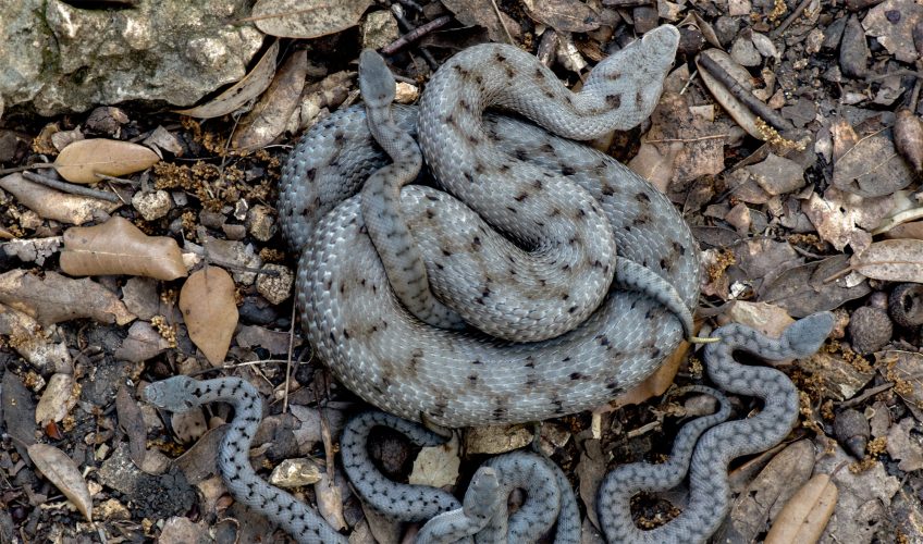 La femelle vipère ne pond pas d'œufs