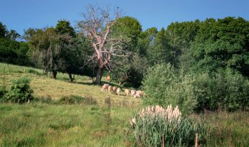 Vieux châtaignier mort dans le bocage du Pays de Pouzauges.