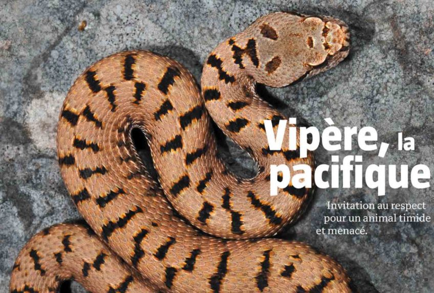 La salamandre 252 Vipère la pacifique