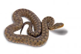 Vipera aspis aspis / © Matthieu Berroneau