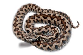 Vipera aspis zinnikeri / © Matthieu Berroneau