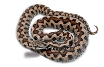 Vipera aspis zinnikeri Vipera aspis zinnikeri