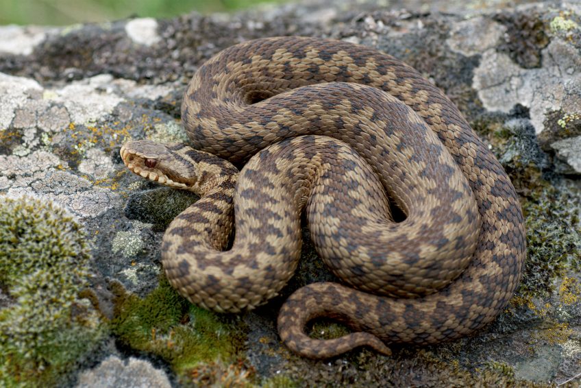 Vipère péliade La carte de la répartition des différentes espèces de vipères d'Europe