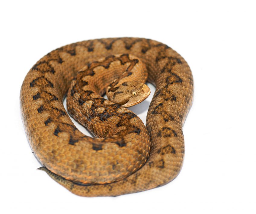 Vipère de Lataste La carte de la répartition des différentes espèces de vipères d'Europe