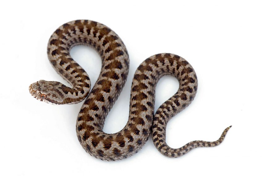 Vipère de Séoane La carte de la répartition des différentes espèces de vipères d'Europe